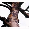 klaus-baum-275-kassel-ko__nigspl_baum_2a1322-80proz.jpg