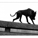 documenta-IV-dogge.jpg