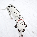 karlshospital-hunde