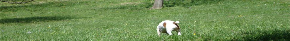 Notizen aus der Unterwelt header image 2